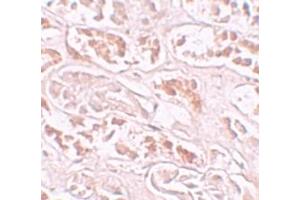 Image no. 1 for anti-Protein BANP (BANP) (Middle Region) antibody (ABIN1030879)