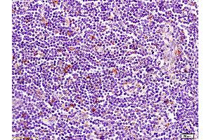 Image no. 1 for anti-CD1d1 (CD1D1) (AA 51-150) antibody (ABIN702700)