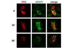 anti-ArfGAP with RhoGAP Domain, Ankyrin Repeat and PH Domain 1 (ARAP1) (AA 1190-1450) antibody