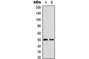 Image no. 1 for anti-Solute Carrier Family 29 (Nucleoside Transporters), Member 2 (SLC29A2) (Center) antibody (ABIN2706102)