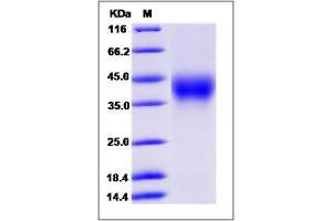 Image no. 1 for CD58 (CD58) (AA 1-215) (Active) protein (His tag) (ABIN2009964)