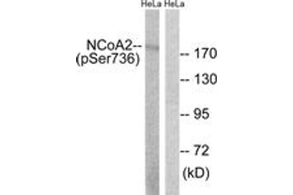 anti-Nuclear Receptor Coactivator 2 (NCOA2) (AA 702-751), (pSer736) antibody