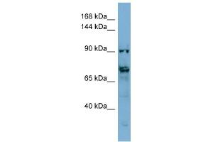 Image no. 1 for anti-Transmembrane Protein 146 (TMEM146) (Middle Region) antibody (ABIN2786262)