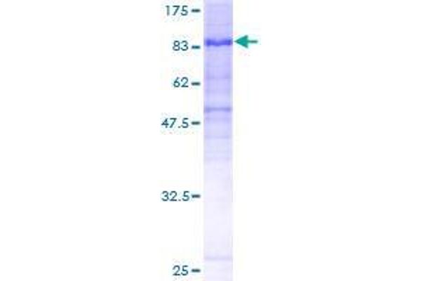 Chromosome 7 Open Reading Frame 38 (C7orf38) (AA 1-573) protein (GST tag)