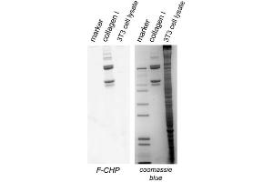 CHP can specifically detect collagen bands directly in SDS-PAGE gels (in-gel Western blot).
