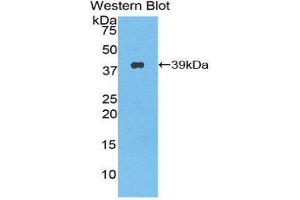 Image no. 1 for anti-Nesfatin-1 (NES1) (AA 26-106) antibody (ABIN1859985)