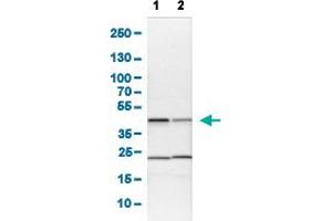 Image no. 3 for anti-Protein Quaking (QKI) (AA 163-311) antibody (ABIN5774339)