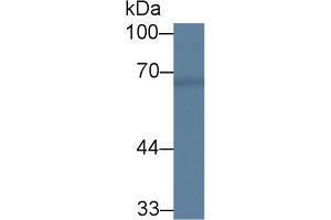 CHN2 antibody  (AA 101-280)