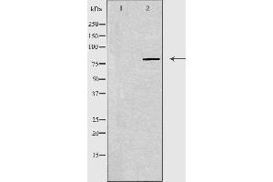 Image no. 1 for anti-MRE11 Meiotic Recombination 11 Homolog A (S. Cerevisiae) (MRE11A) (C-Term) antibody (ABIN6259110)