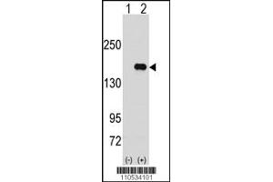 Image no. 1 for anti-Pumilio Homolog 2 (Drosophila) (PUM2) (N-Term) antibody (ABIN2495953)