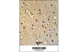 Image no. 2 for anti-Shadow of Prion Protein (SPRN) (C-Term) antibody (ABIN2503533)