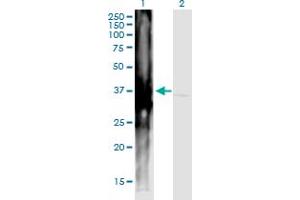 Image no. 2 for anti-ADP-Ribosyltransferase 4 (Dombrock Blood Group) (ART4) (AA 61-160) antibody (ABIN2565353)