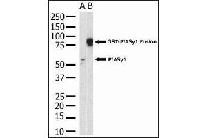 Image no. 1 for anti-Protein Inhibitor of Activated STAT, 4 (PIAS4) (AA 48-79), (N-Term) antibody (ABIN388061)
