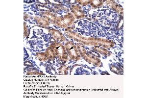 Image no. 1 for anti-Paired Box 5 (PAX5) (N-Term) antibody (ABIN2775953)