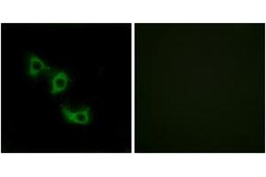 Image no. 3 for anti-Mitochondrial Ribosomal Protein L44 (MRPL44) (AA 221-270) antibody (ABIN1534531)