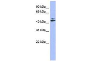 Image no. 1 for anti-Cytochrome P450, Family 20, Subfamily A, Polypeptide 1 (CYP20A1) (AA 35-84) antibody (ABIN6744212)