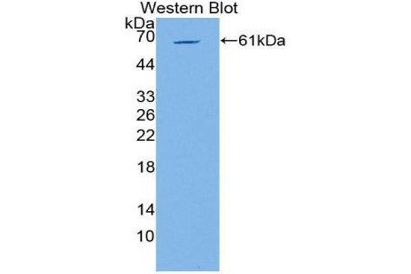 POU2F1 Antikörper  (AA 128-391)