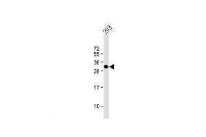 Image no. 1 for anti-TGFB-Induced Factor Homeobox 2 (TGIF2) (AA 171-199), (C-Term) antibody (ABIN5534740)
