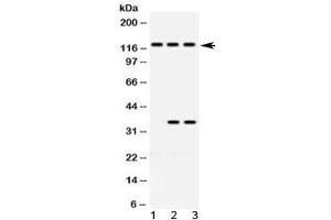 Image no. 1 for anti-rho Guanine Nucleotide Exchange Factor (GEF) 1 (ARHGEF1) (AA 41-71) antibody (ABIN5647328)
