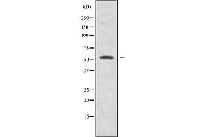 Image no. 1 for anti-Synaptotagmin X (SYT10) antibody (ABIN6265412)