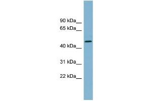 Image no. 1 for anti-Tryptophan 2,3-Dioxygenase (TDO2) (N-Term) antibody (ABIN2782335)