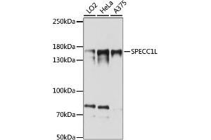 Western blot analysis of extracts of various cell lines, using SPECC1L antibody (ABIN7270521) at 1:1000 dilution.