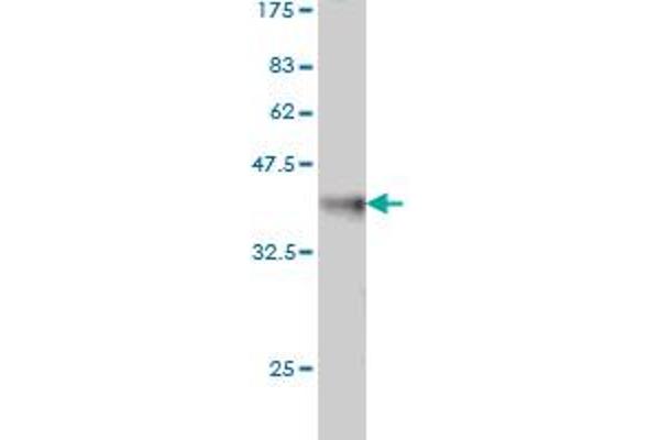NEK3 antibody  (AA 406-506)