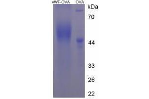 Image no. 2 for Von Willebrand Factor (VWF) peptide (Ovalbumin) (ABIN5666414)