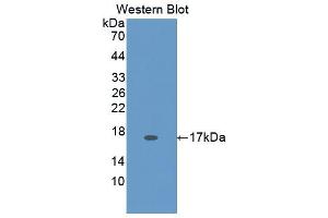 HEXB antibody  (AA 100-216)