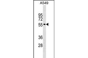 GLDN Antibody (Center) (ABIN1538217 and ABIN2849147) western blot analysis in A549 cell line lysates (35 μg/lane).