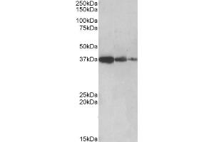 Image no. 2 for anti-Protein Phosphatase 2A Activator, Regulatory Subunit 4 (PPP2R4) (C-Term) antibody (ABIN570992)