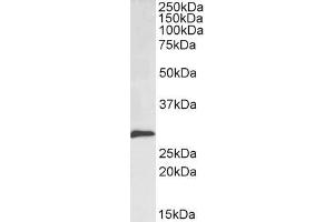 Image no. 3 for anti-SNAIL (SNAI1) (N-Term) antibody (ABIN185704)