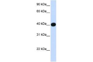 Image no. 1 for anti-Lipoic Acid Synthetase (LIAS) (N-Term) antibody (ABIN630827)