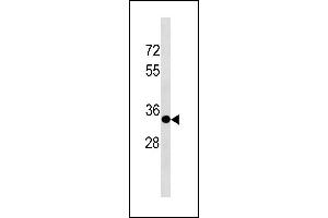 Image no. 1 for anti-Sprouty Homolog 3 (SPRY3) (AA 261-288), (C-Term) antibody (ABIN1881826)