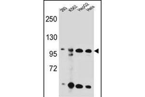 KSR2 antibody  (C-Term)