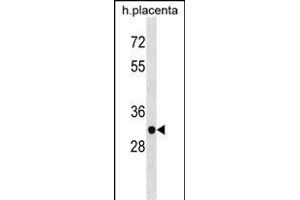 ZN Antibody (N-term) (ABIN1538903 and ABIN2838229) western blot analysis in human placenta tissue lysates (35 μg/lane).