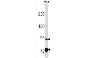 EXD3 Antibody (Center) (ABIN1538330 and ABIN2849926) western blot analysis in 293 cell line lysates (35 μg/lane).