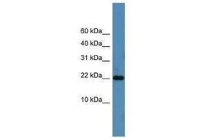 Image no. 1 for anti-SFRS12-Interacting Protein 1 (SFRS12IP1) (N-Term) antibody (ABIN928801)