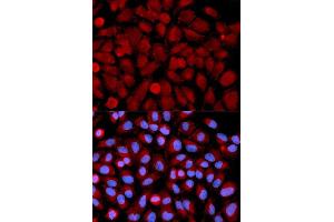 Image no. 1 for anti-Mitogen-Activated Protein Kinase 9 (MAPK9) (C-Term) antibody (ABIN3021849)