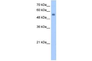 Image no. 1 for anti-UDP Glycosyltransferase 3 Family, Polypeptide A2 (UGT3A2) (N-Term) antibody (ABIN630444)