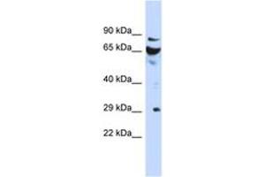 Image no. 1 for anti-DCN1, Defective in Cullin Neddylation 1, Domain Containing 3 (DCUN1D3) (AA 35-84) antibody (ABIN6743736)
