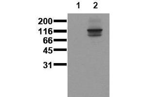 Image no. 1 for anti-M-Cadherin (CDH15) (Extracellular Domain) antibody (ABIN126735)