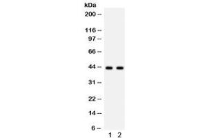 Image no. 1 for anti-Sarcoglycan, alpha (50kDa Dystrophin-Associated Glycoprotein) (SGCA) (AA 24-387) antibody (ABIN4952537)