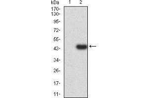 Image no. 2 for anti-SUZ12 Polycomb Repressive Complex 2 Subunit (SUZ12) (AA 1-139) antibody (ABIN5855519)