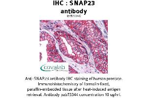 Image no. 1 for anti-Synaptosomal-Associated Protein, 23kDa (SNAP23) (AA 1-132) antibody (ABIN1739474)