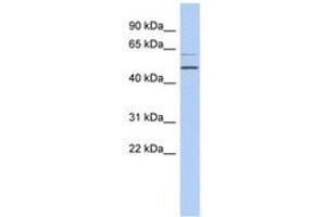 Image no. 1 for anti-TBC1 Domain Family, Member 10C (TBC1D10C) (N-Term) antibody (ABIN6743916)