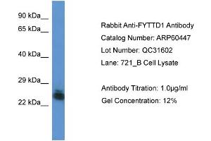 Image no. 1 for anti-Forty-Two-Three Domain Containing 1 (FYTTD1) (Middle Region) antibody (ABIN2788452)