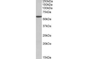 Image no. 1 for anti-Aldehyde Dehydrogenase 3 Family, Member A1 (ALDH3A1) (C-Term) antibody (ABIN571182)