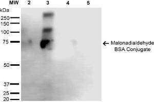Image no. 2 for anti-Malondialdehyde (MDA) antibody (Biotin) (ABIN5067354)