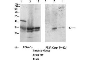 Image no. 3 for anti-Protein Phosphatase 2, Catalytic Subunit, alpha Isozyme (PPP2CA) (Thr278) antibody (ABIN3186532)